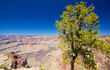 a lone tree sitting high above the grand canyon in arizona 