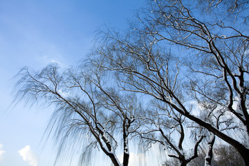 Snow covered willow trees