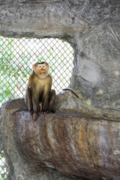 Monkey on rock.