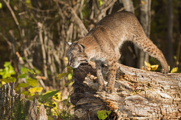 Bobcat (Lynx rufus) Preps to Jump Off Log