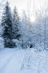Winter road in covered snow forest