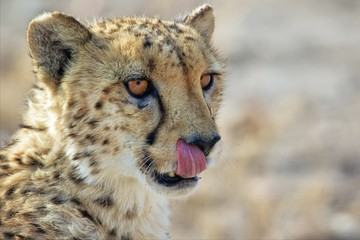 cheetah at etosha namibia