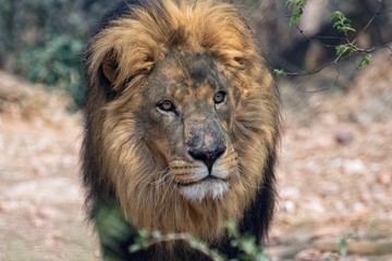 lion at kruger national park