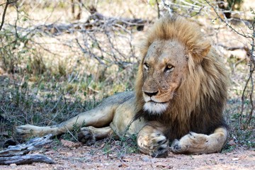 lion at kruger national park
