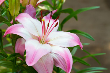 closeup beautiful pink lily in the garden, thailand, right copyspace