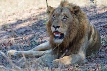 lion at kruger national park