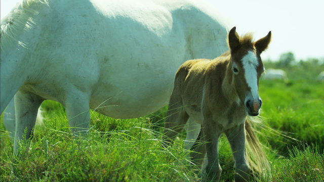 Camargue horses foal baby young wild livestock travel