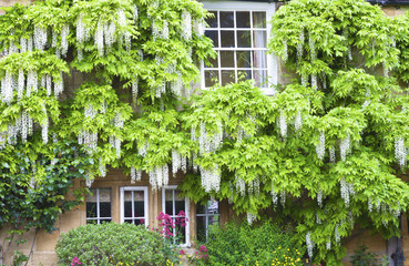 Fototapeta na wymiar Flowering white wisteria surrounding windows in charming english stone cottage