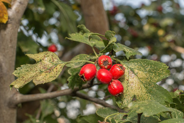 hawthorn