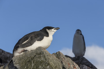 Fototapeta premium Chinstrap Penguin