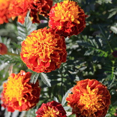 Red Tagetes with drops of morning dew