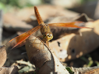 Dragonfly macro focus-blur background