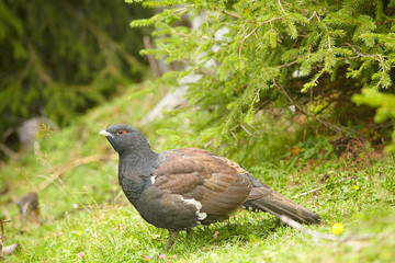 Auerhuhn