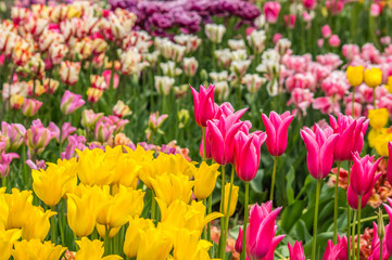 Flowerbed of tulips