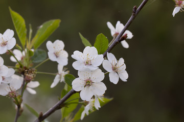 The blossoming cherry in a spring garden. 