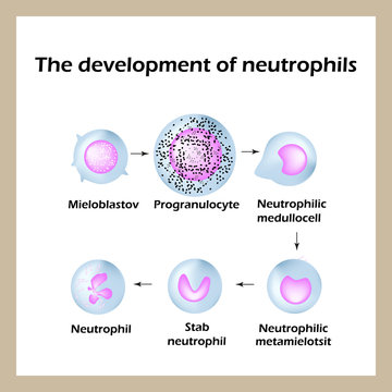 The development of neutrophils. Infographics. Vector illustration