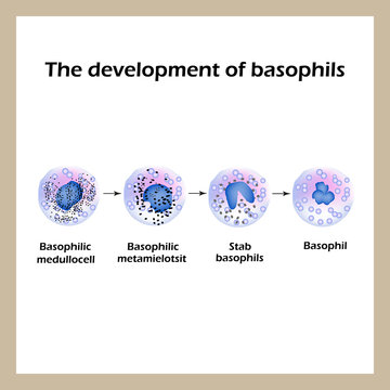 Development of basophils. Infographics. Vector illustration