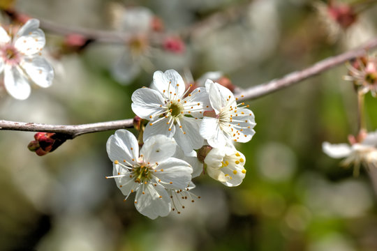 The blossoming cherry in a spring garden. 