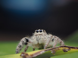 Salticus scenicus jumping spider on leaves macro..