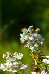 The blossoming blackberry in a spring garden. 