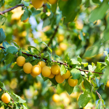 Yellow fruits on a tree