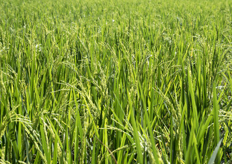 Rice Field