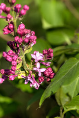 Fototapeta premium The blossoming lilac in a spring garden. 