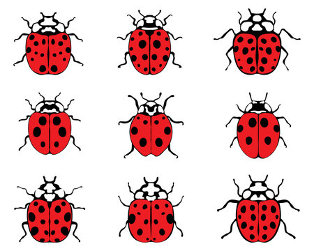 Set illustration of lady bugs, vector 