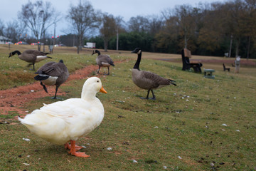 Fototapeta premium White duck among a gaggle of Canadian geese, living in a different social structure
