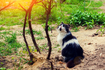 cat sitting in the garden