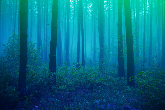 Beautiful foggy forest with magic light in the early morning