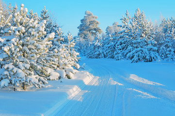 Winter landscape with snow-covered forest and ski trail