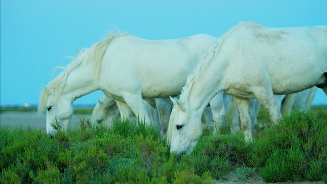 France Camargue animal horses wildlife feeding Stallion Gelding
