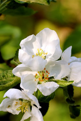 The blossoming apple-tree in a spring garden. 