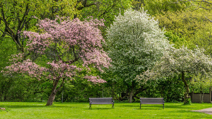 Two unoccupied park benches under two blooming trees