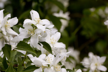 The blossoming mock orange in a spring garden. 