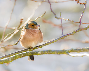Common chaffinch bird sitting on a tree