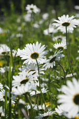 Daisy (Leucanthemum vulgare) field in backlit