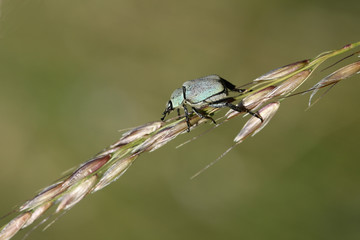 Central European Beetle species - Hoplia argentea