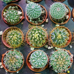 The close up of small potted cactus in the plant market.
