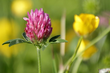 Clover Among Buttercups