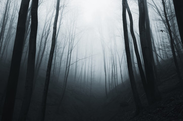 dark foggy forest