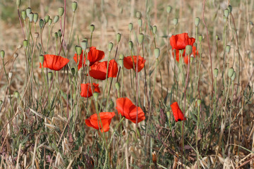 Poppy field. Meadow overgrown with wild red poppy