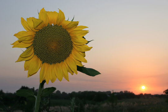 A large yellow sunflower among the grassy field at sunset