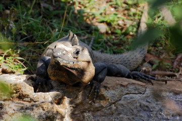 Mexican Spiny Tailed Iguana on a wall in bright sunshine.