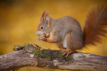 Naklejka na ściany i meble European red squirrel in fall colours