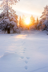 Hare footprint on snow. Sunrise in winter scenery.