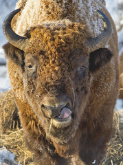 European Bison