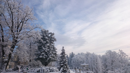 Winter trees in mountains covered with fresh snow