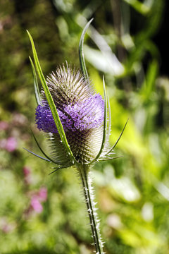 Common Teasel growing in the spring sunshine.
